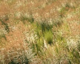 Easy Grass Animation in 3ds Max with Forest Pack