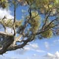 PINE 1