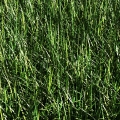 Grass