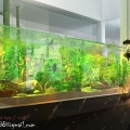 Aquarium