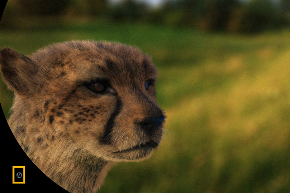 cheetah-vray