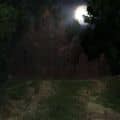 The church in the forest night