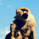 MonkeyKing