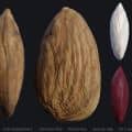 3D Scanned Almond