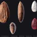 3D Scanned Almond