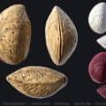 3D Scanned Almond
