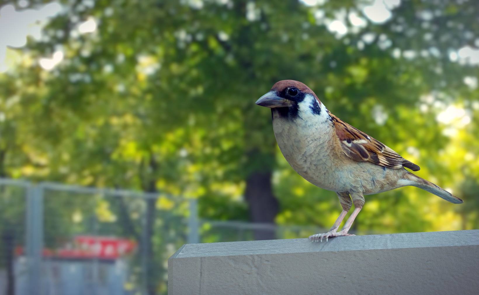 -sparrow-bird-