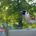  sparrow bird.