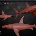 hammerhead shark 3D modeling Sculptris.
