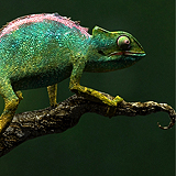 Chameleon