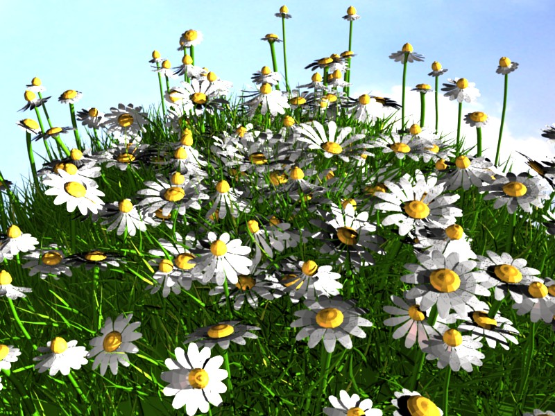 daisy-field