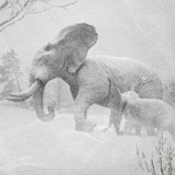 Winter elephants.