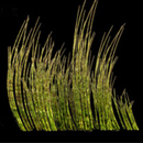 vaporejm