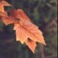 The leaves of the trees are a sign of life