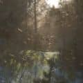 fogy jungle