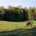 Ranch