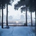Walking in the snow forest