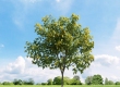 Acer Negundo Odessanum tree - Archmodels vol. 136 sample file