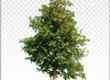 cutout-tree
