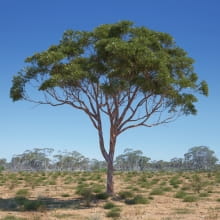 Eucalyptus 1 AM238 Archmodels
