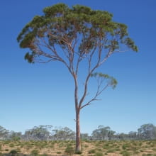 Eucalyptus 3 AM238 Archmodels
