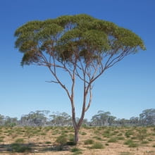 Eucalyptus 4 AM238 Archmodels