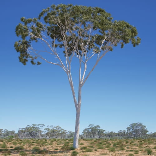 005_Eucalyptus