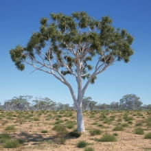 Eucalyptus 6 AM238 Archmodels