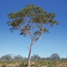Eucalyptus 8 AM238 Archmodels