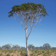 Eucalyptus 9 AM238 Archmodels