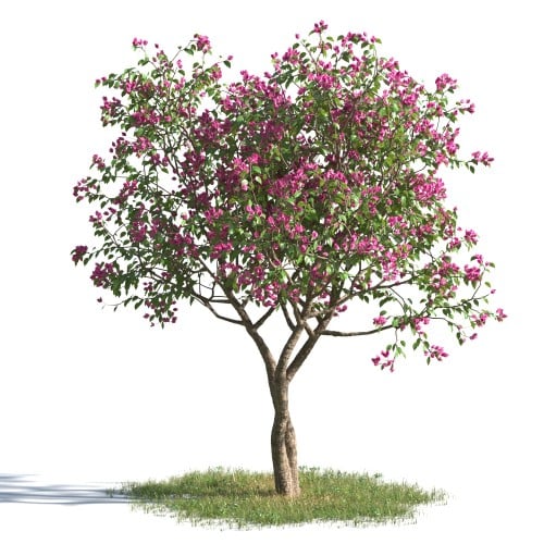 tree 12 AMC1