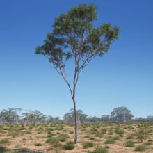 Eucalyptus 12 AM238 Archmodels