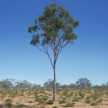 Eucalyptus 13 AM238 Archmodels
