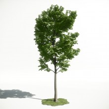 Tree 29 AM1 for CryEngine Archmodels