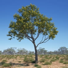 Acacia pycnantha 23 AM238 Archmodels