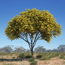 Acacia pycnantha 25 AM238 Archmodels