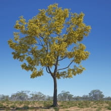 Acacia pycnantha 26 AM238 Archmodels