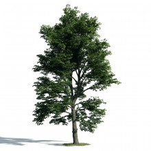 Tree 52 AM171 Archmodels