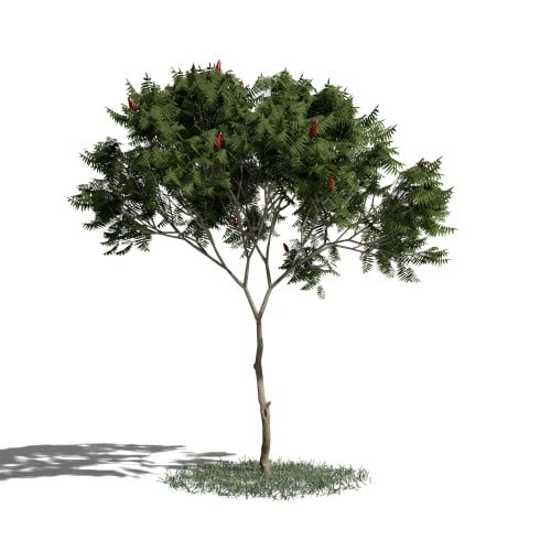 Tree 4 AM1 for Blender Archmodels