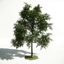 Tree 11 AM1 for CryEngine Archmodels