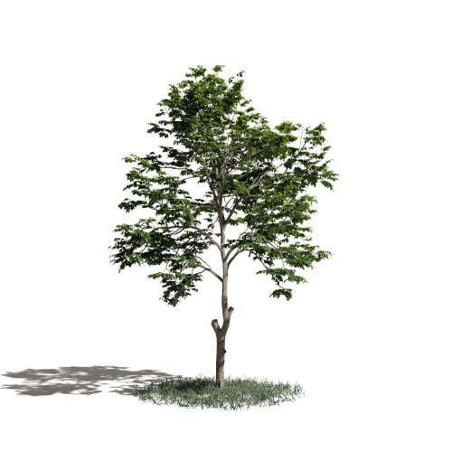 Tree 8 AM1 for Blender Archmodels