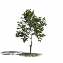 Tree 8 AM1 for Blender Archmodels