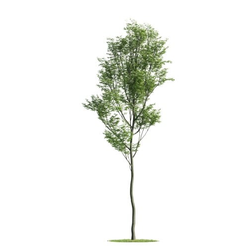 Tree 32 AM176 Archmodels