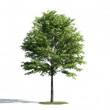 Tree 22 AM171 Archmodels