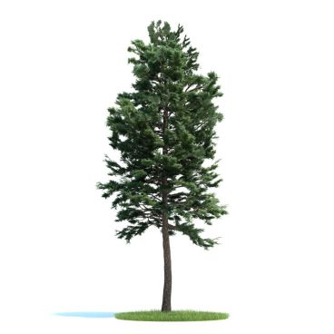 Pinus sylvestris Plant 32 AM58 Archmodels