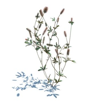 Trifolium arvense 44 AM126 Archmodels