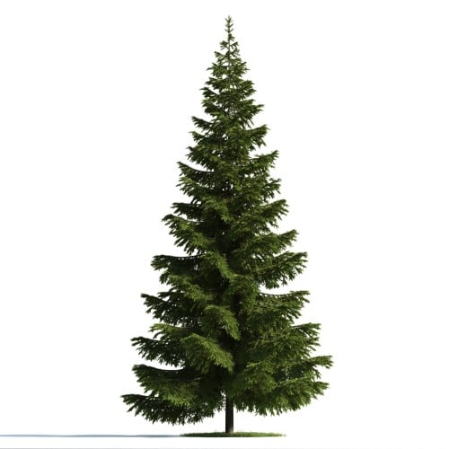 Tree 39 AM176 Archmodels