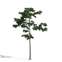Tree 44 AM171 Archmodels
