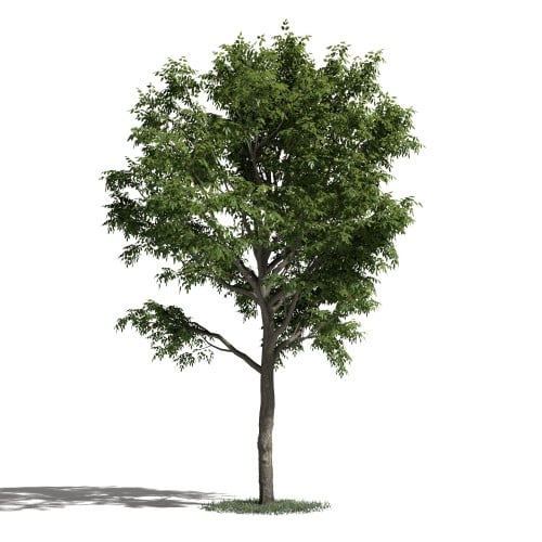 Tree 49 AM1 for Blender Archmodels
