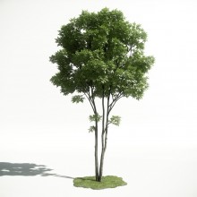 Tree 1 AM1 for CryEngine Archmodels